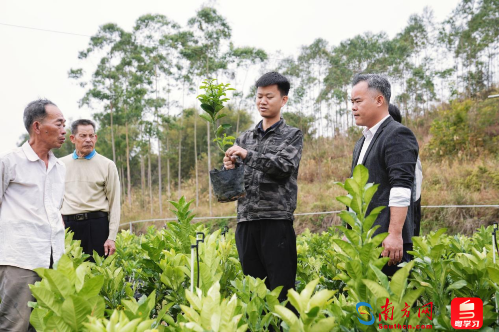 全国劳动模范廖志略：用劳模精神点亮化橘红产业振兴路