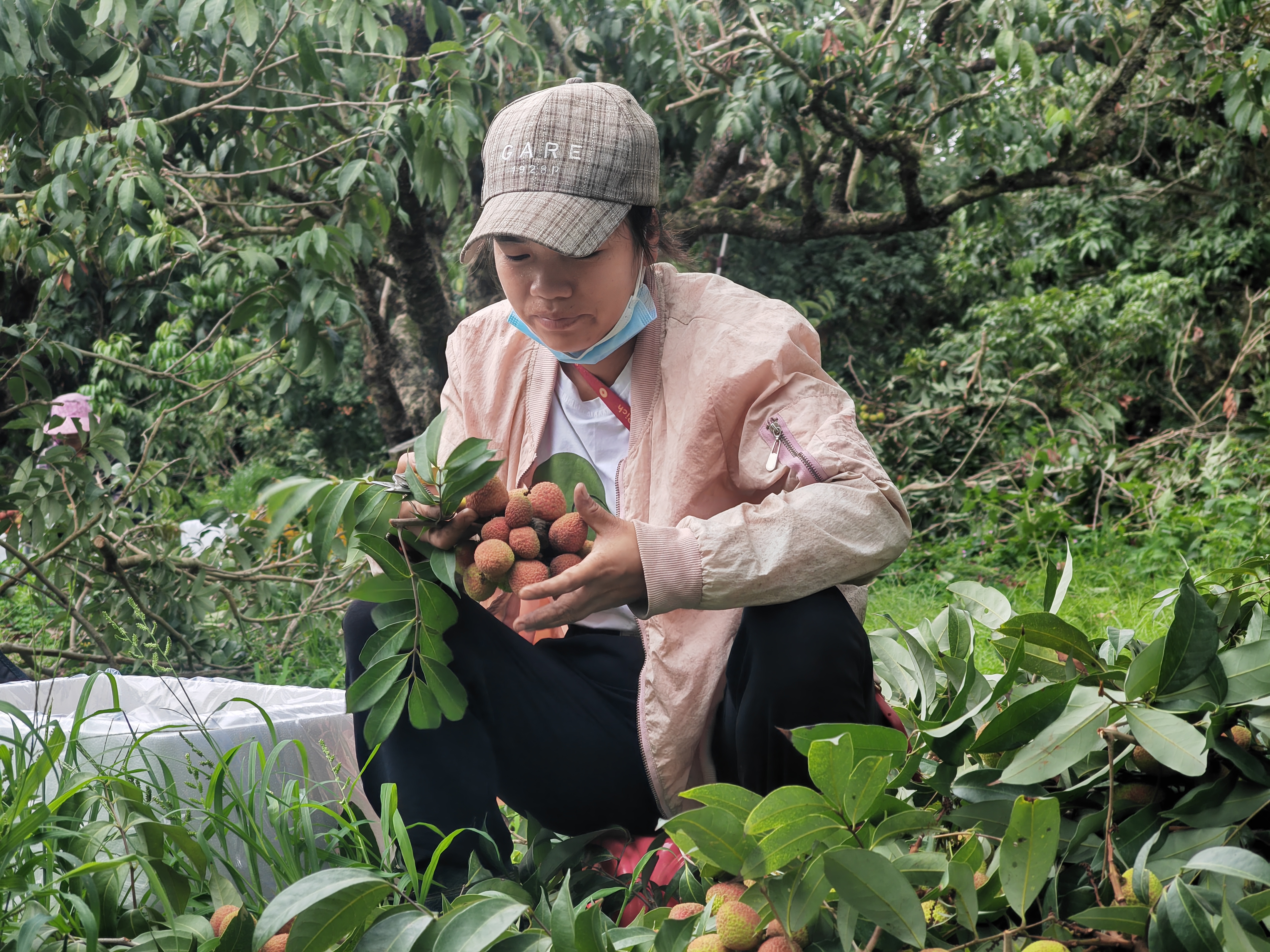 抢“鲜”上市 果园忙——广西灵山早荔上市见闻