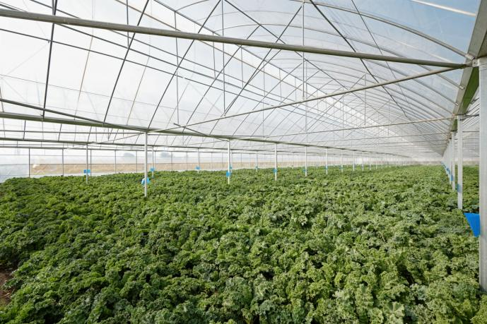 价格暴涨的羽衣甘蓝背后: 新茶饮企业为何转向定制化种植