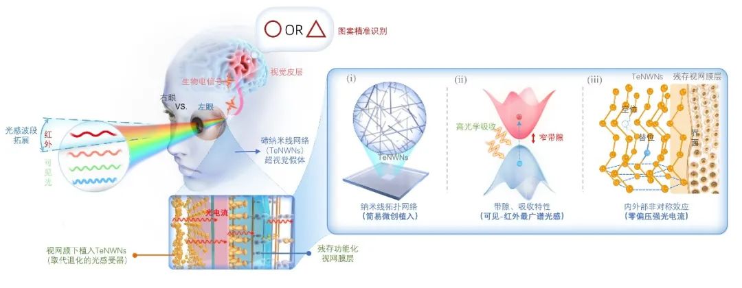 微创植入，重获可见光并拓展红外视觉！复旦医工交叉成果登Science
