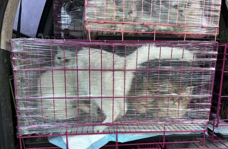 3·15独家回访:“星期猫狗”店主被判13年，174位受害者3年后获赔偿