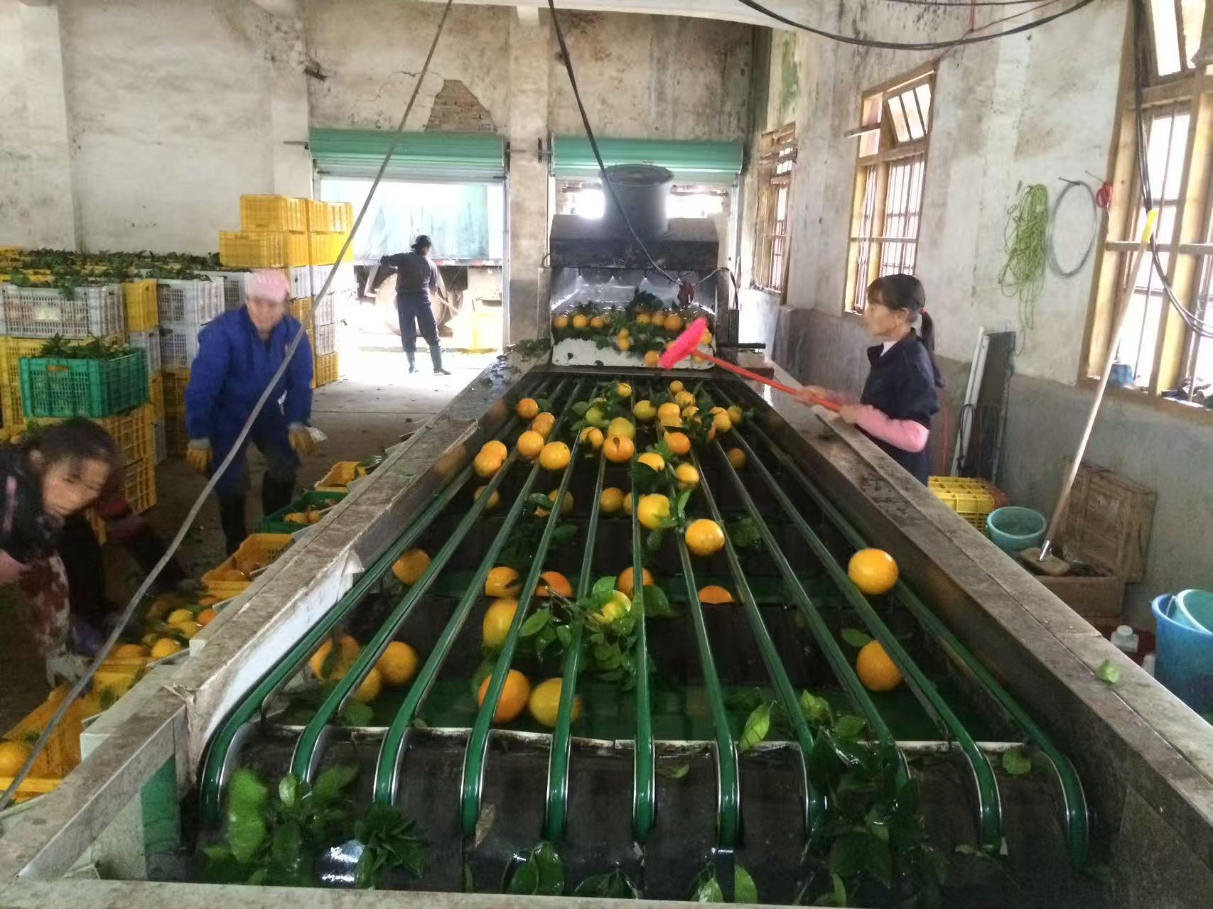 2万月薪吃不起百果园？这些进口高端水果正在被国产平替掉｜商业秘密