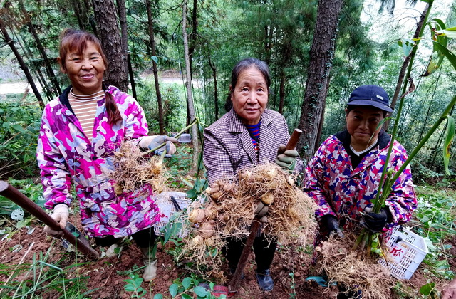 国家林草局：推广“林业标准地”模式发展林下经济