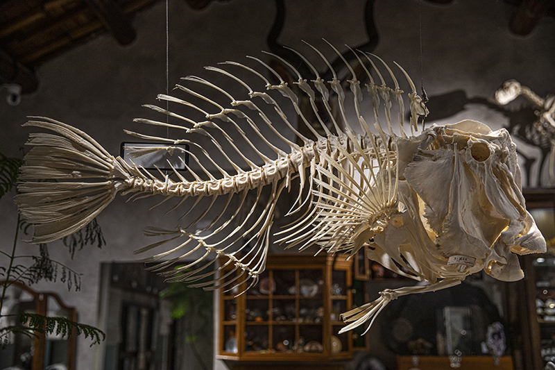 迷恋动植物标本和化石、矿物，他创办了一家自然博物馆