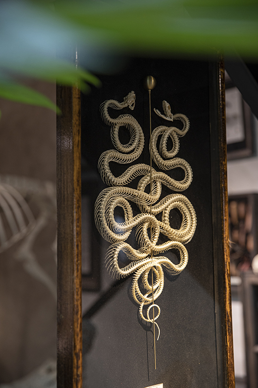 迷恋动植物标本和化石、矿物，他创办了一家自然博物馆