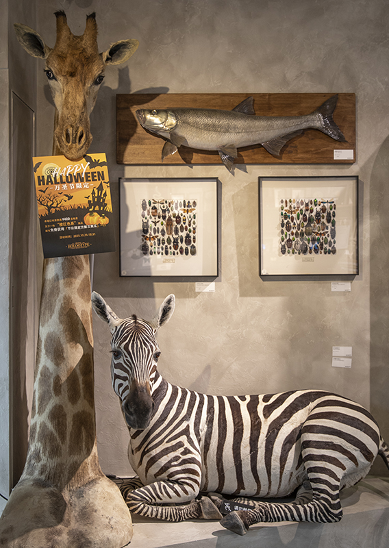 迷恋动植物标本和化石、矿物，他创办了一家自然博物馆