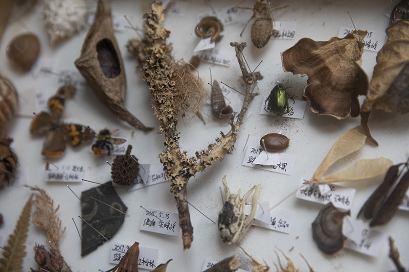 迷恋动植物标本和化石、矿物，他创办了一家自然博物馆