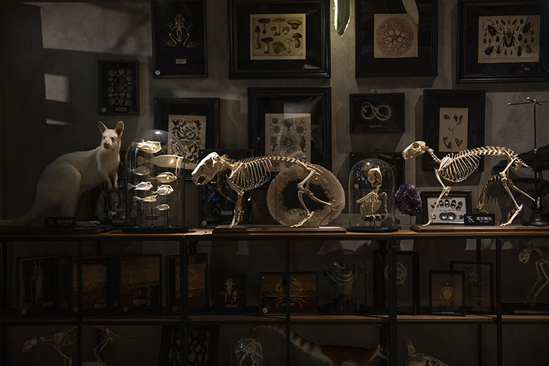 迷恋动植物标本和化石、矿物，他创办了一家自然博物馆