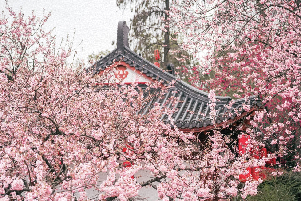 武汉发出“赏樱请柬”，316项文旅体商活动陆续登场(1)