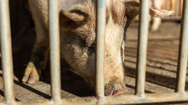 深度｜土猪土鸡“心机商标”扎堆下线，擦边营销暴露了什么行业顽疾(2)