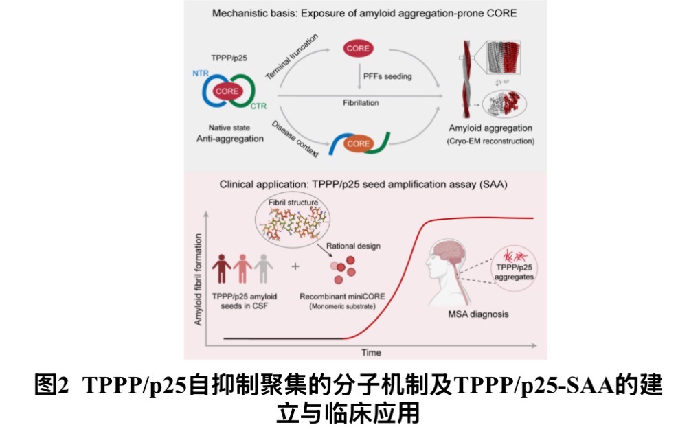 记忆与行动“慢性杀手”诊断有突破，中国科学团队发现全新技术