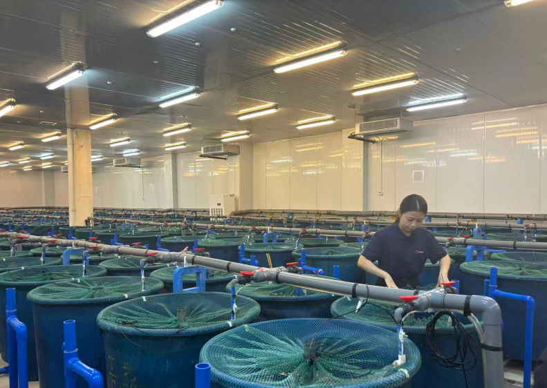 给种鱼植入电子芯片,海南临高“赛博养鱼”干出亿元产值|活力中国调研行(2) 给种鱼植入电子芯片,海南临高“赛博养鱼”干出亿元产值|活力中国调研行(2)