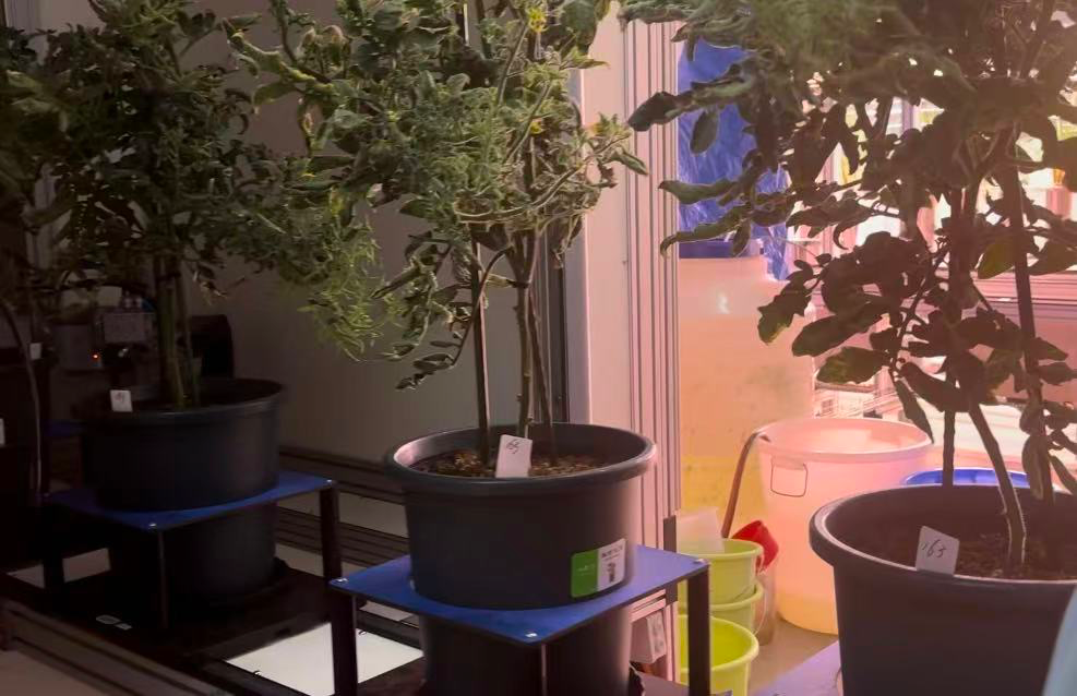 给植物“做体检”：南繁硅谷呈现育种新图景 ｜ 活力中国调研行